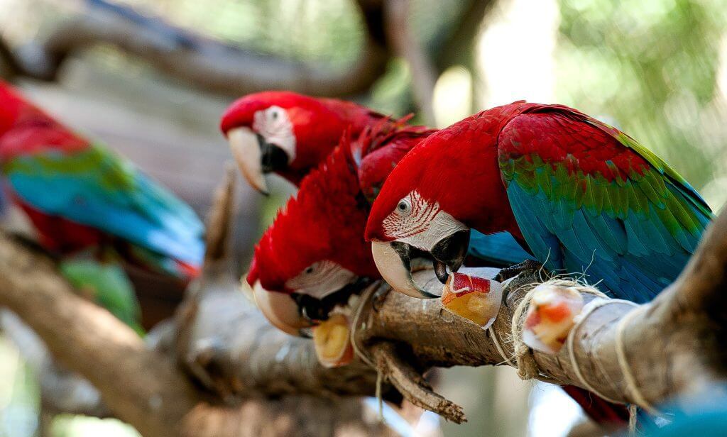 Parque das Aves oferece visita imersiva em meio a Mata Atlântica 